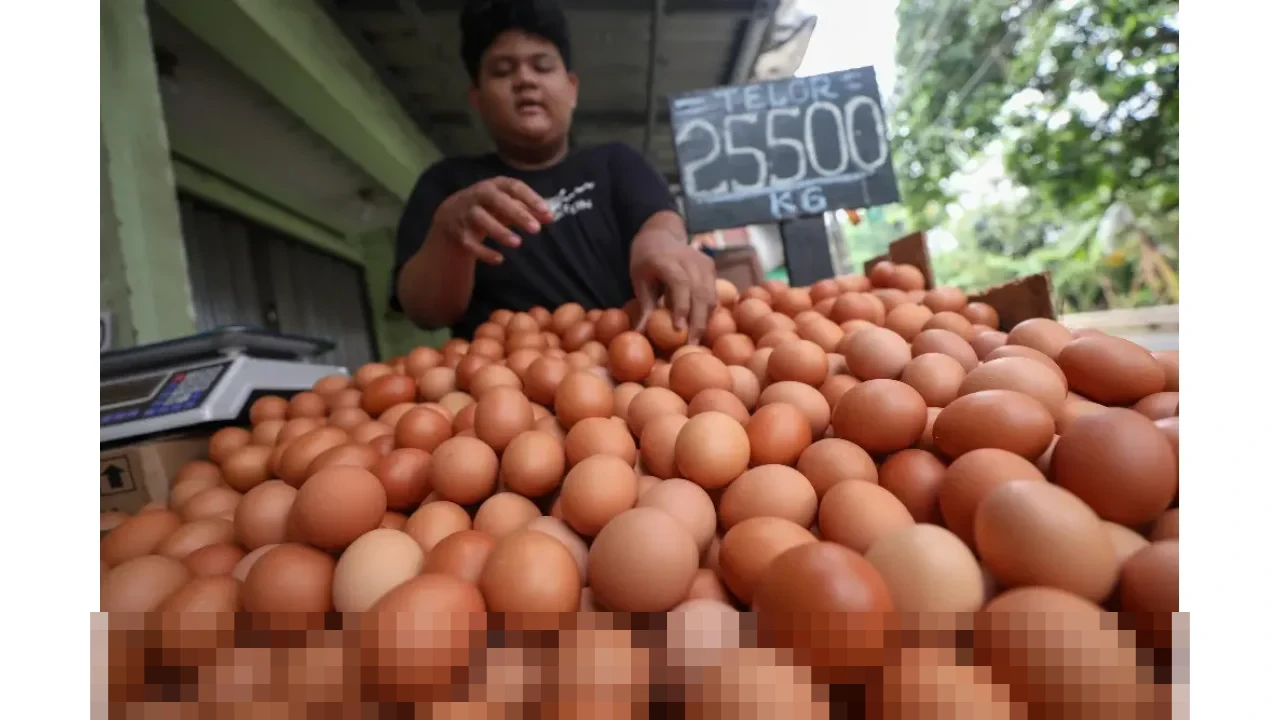 Peternak Nasional Pastikan Kesiapan Pasokan Telur untuk Program Makan Bergizi Gratis 2026 Peternak Nasional Pastikan Kesiapan Pasokan Telur untuk Program Makan Bergizi Gratis 2026