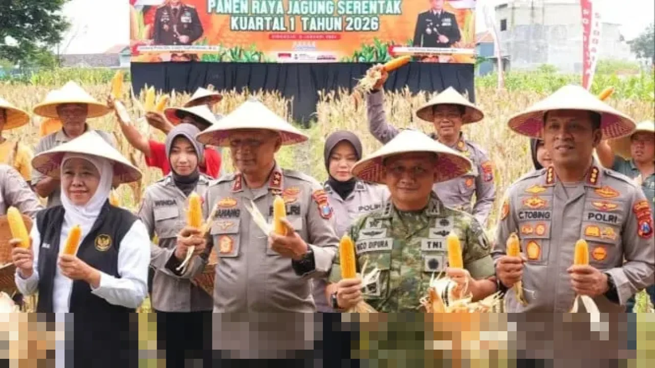 Polda Jatim Panen Raya Jagung di Sidoarjo, Hasilkan 7.499,65 Ton untuk Perkuat Ketahanan Pangan Nasional