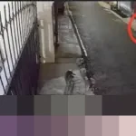 Polda Metro Jaya Usut Teror Bangkai Ayam dan Molotov di Rumah DJ Donny Isal Mawardi