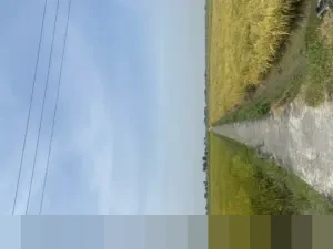 Potensi Besar Budidaya Udang Windu: Panduan Lengkap dari Persiapan Kolam hingga Strategi Pemasaran Efisien