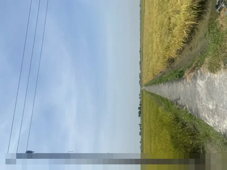 Potensi Besar Budidaya Udang Windu: Panduan Lengkap dari Persiapan Kolam hingga Strategi Pemasaran Efisien