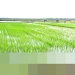 Presiden Prabowo Subianto Deklarasikan Swasembada Beras 2025 di Karawang, Dorong Teknologi Pertanian