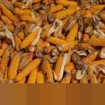 Produksi Jagung Nasional Melonjak 23,2%, Pemerintah Siapkan Ekspor dan Hentikan Impor Pakan