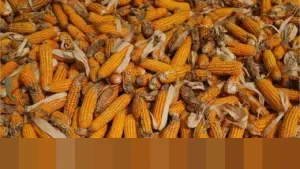 Produksi Jagung Nasional Melonjak 23,2%, Pemerintah Siapkan Ekspor dan Hentikan Impor Pakan