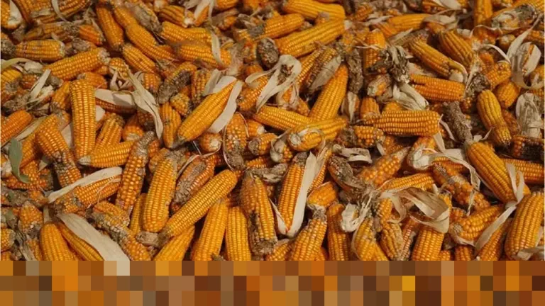 Produksi Jagung Nasional Melonjak 23,2%, Pemerintah Siapkan Ekspor dan Hentikan Impor Pakan