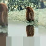 Riset Ungkap Perbaikan Ratusan Ribu Bug Kernel Linux Rata-rata Memakan Waktu Lebih dari Dua Tahun