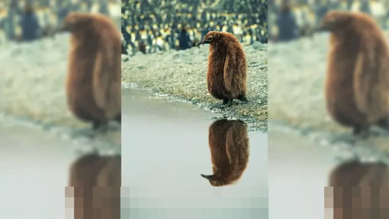 Riset Ungkap Perbaikan Ratusan Ribu Bug Kernel Linux Rata-rata Memakan Waktu Lebih dari Dua Tahun