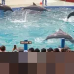 Safari Beach Jateng Diserbu 2.800 Wisatawan per Hari Selama Libur Nataru 2025/2026