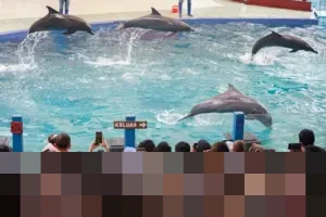 Safari Beach Jateng Diserbu 2.800 Wisatawan per Hari Selama Libur Nataru 2025/2026