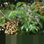 Sering Jadi Pertanyaan Siswa, Mureks Jelaskan Mengapa Nilai TKA Tak Berpengaruh pada Seleksi SNBP 2026