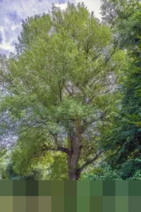 Simulasi Cicilan KUR BRI 2026: Pinjaman Rp 1 Juta hingga Rp 20 Juta untuk UMKM