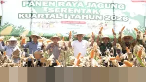 Sinergi Pemkab dan Polresta Sleman Sukses Gelar Panen Jagung Empat Ton di Cangkringan Awal 2026