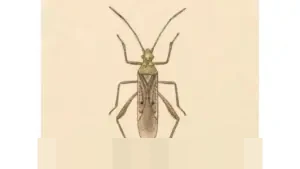 Sistem Pemerintahan Islam: Sejarah, Prinsip, dan Relevansinya dalam Hukum Tata Negara