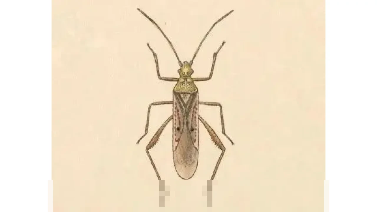 Sistem Pemerintahan Islam: Sejarah, Prinsip, dan Relevansinya dalam Hukum Tata Negara Sistem Pemerintahan Islam: Sejarah, Prinsip, dan Relevansinya dalam Hukum Tata Negara