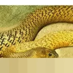 Taipan Chen Zhi, Dalang Scam Kripto ‘Sembelih Babi’ Internasional, Dibekuk di Kamboja