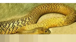 Taipan Chen Zhi, Dalang Scam Kripto ‘Sembelih Babi’ Internasional, Dibekuk di Kamboja