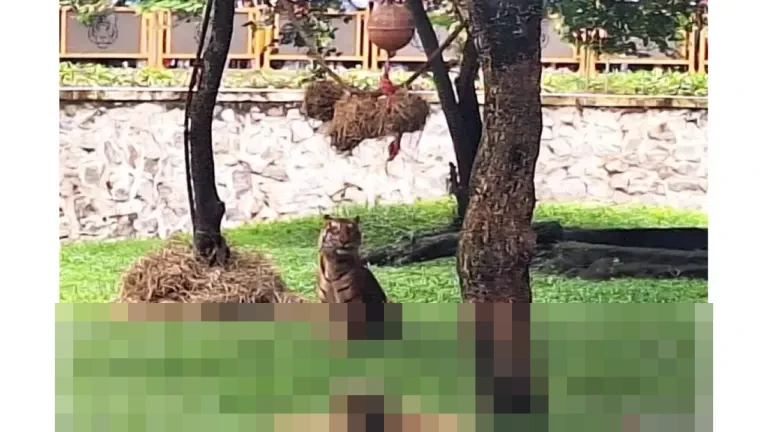 Taman Margasatwa Ragunan Pastikan Pakan dan Kesehatan 30 Harimau Terpenuhi Selama Libur Nataru