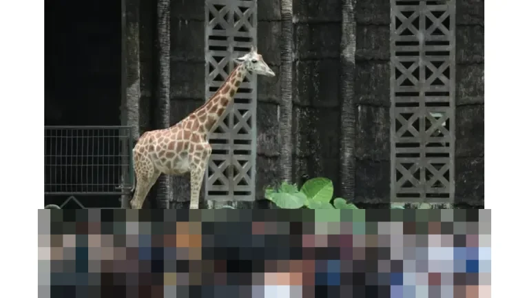 Taman Margasatwa Ragunan Umumkan 408.755 Pengunjung Selama Libur Nataru 2025/2026