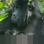 Taman Nasional Virunga Geger, Gorila Gunung Mafuko Lahirkan Bayi Kembar Jantan yang Langka