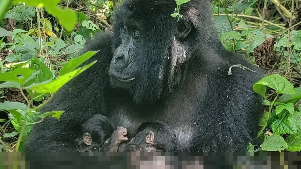 Taman Nasional Virunga Geger, Gorila Gunung Mafuko Lahirkan Bayi Kembar Jantan yang Langka Taman Nasional Virunga Geger, Gorila Gunung Mafuko Lahirkan Bayi Kembar Jantan yang Langka