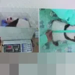 Taman Safari Indonesia Umumkan Bayi Panda Rio Tumbuh Sehat dan Pesat di Usia 40 Hari