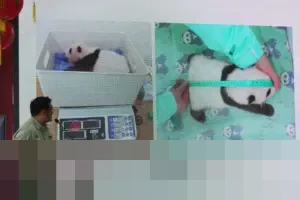 Taman Safari Indonesia Umumkan Bayi Panda Rio Tumbuh Sehat dan Pesat di Usia 40 Hari