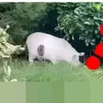 Teka-teki Visual Viral: Ribuan Warganet Dibuat Bingung oleh Ilusi Optik Kucing atau Babi?