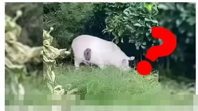 Teka-teki Visual Viral: Ribuan Warganet Dibuat Bingung oleh Ilusi Optik Kucing atau Babi?