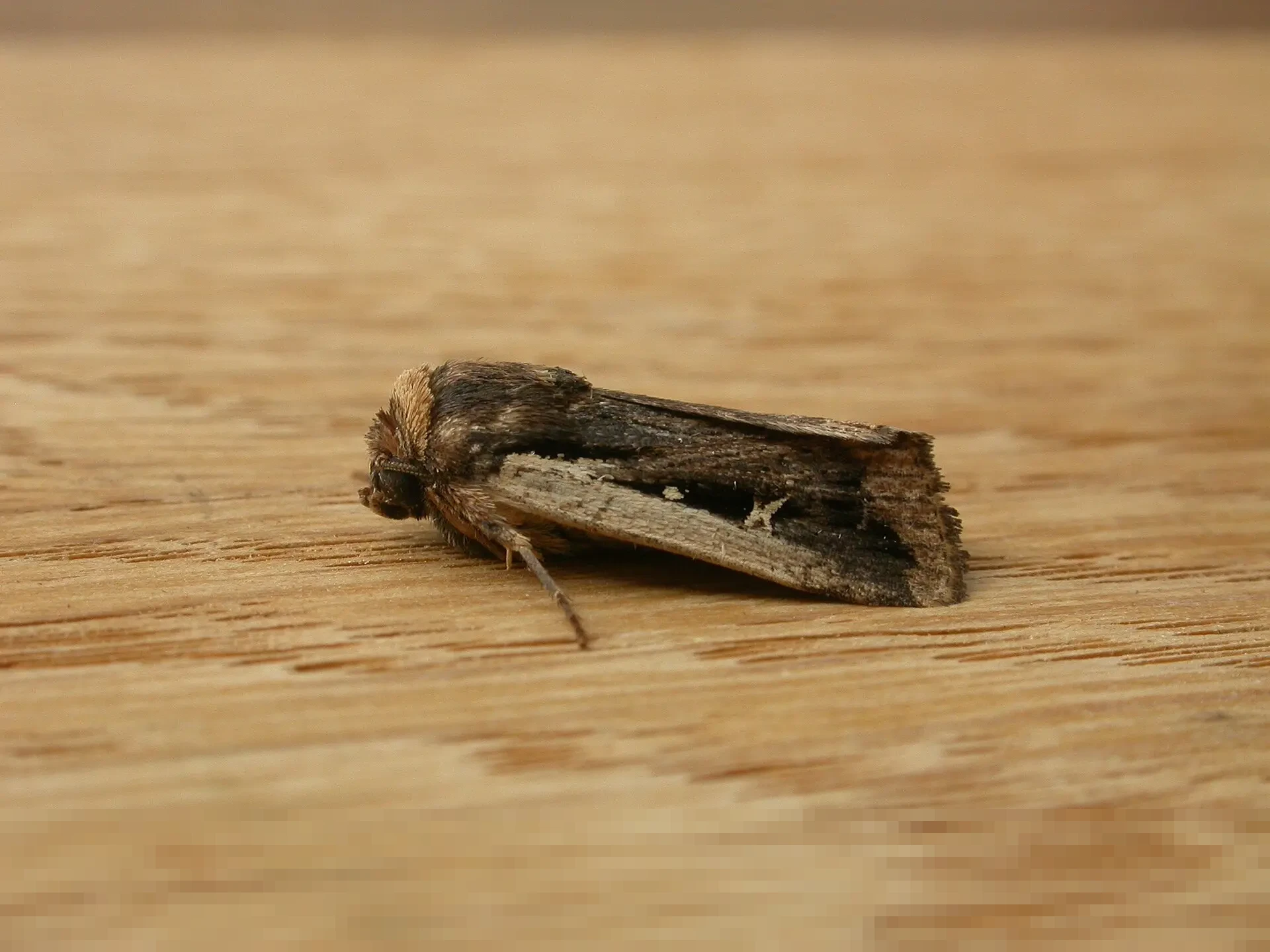 Tinjauan Mendalam Hukum Murtad dalam Islam: Antara Syariat dan Polemik Hak Asasi Manusia