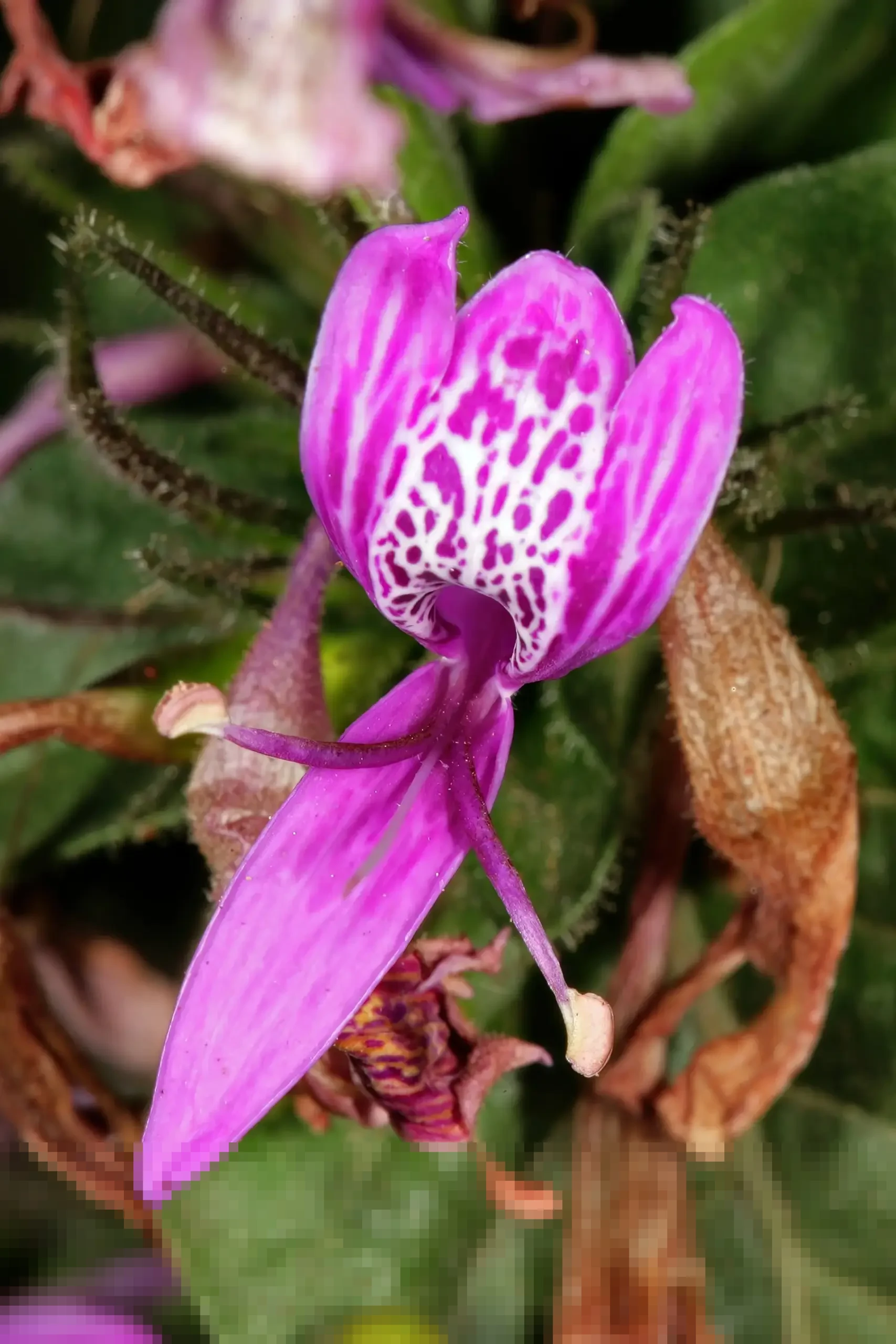 Tragis, Seorang Buruh di Pekalongan Tewas Tersengat Listrik Tiang Lampu Jalan Saat Buang Air Kecil