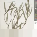 Uji Materi UU LLAJ: MK Diminta Perberat Sanksi Merokok Saat Nyetir, SIM Terancam Dicabut