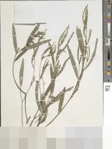 Uji Materi UU LLAJ: MK Diminta Perberat Sanksi Merokok Saat Nyetir, SIM Terancam Dicabut