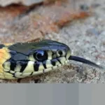 Ular Sanca Raksasa 5 Meter Terkam Dua Ayam di Kandang Warga Lebak, Bikin Geger