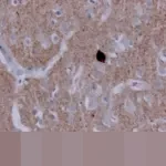 UUD 1945: Fondasi Utama Sistem Hukum Nasional dan Hierarki Perundang-undangan Tertinggi