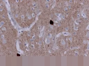 UUD 1945: Fondasi Utama Sistem Hukum Nasional dan Hierarki Perundang-undangan Tertinggi