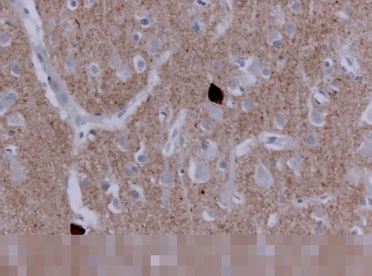 UUD 1945: Fondasi Utama Sistem Hukum Nasional dan Hierarki Perundang-undangan Tertinggi