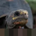 Venezuela Bebaskan Tahanan Politik, Mantan Capres Oposisi Turut Dibebaskan dalam Kesepakatan dengan AS