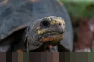 Venezuela Bebaskan Tahanan Politik, Mantan Capres Oposisi Turut Dibebaskan dalam Kesepakatan dengan AS