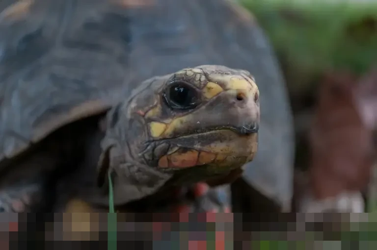 Venezuela Bebaskan Tahanan Politik, Mantan Capres Oposisi Turut Dibebaskan dalam Kesepakatan dengan AS