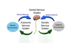 Viral Nervous Necrosis (VNN) Menjadi Momok Petani Ikan: Ancaman Mematikan yang Sulit Dikendalikan