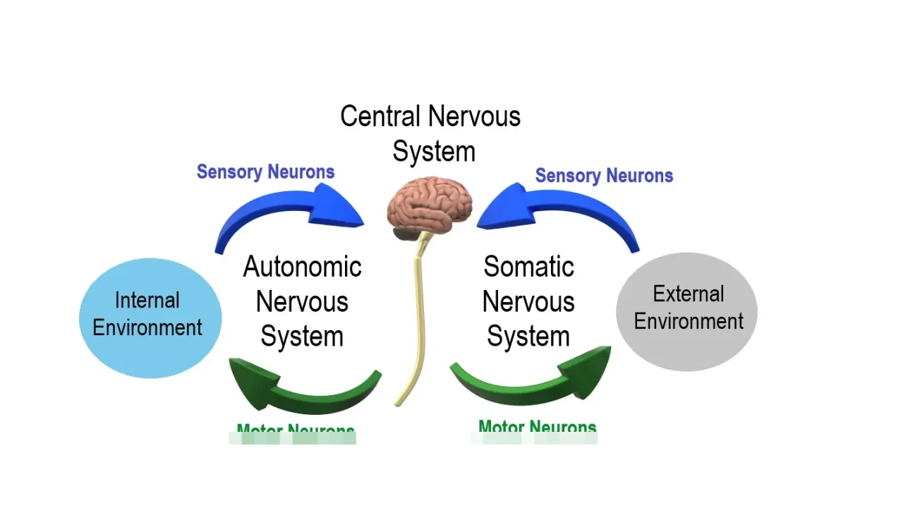 Viral Nervous Necrosis (VNN) Menjadi Momok Petani Ikan: Ancaman Mematikan yang Sulit Dikendalikan
