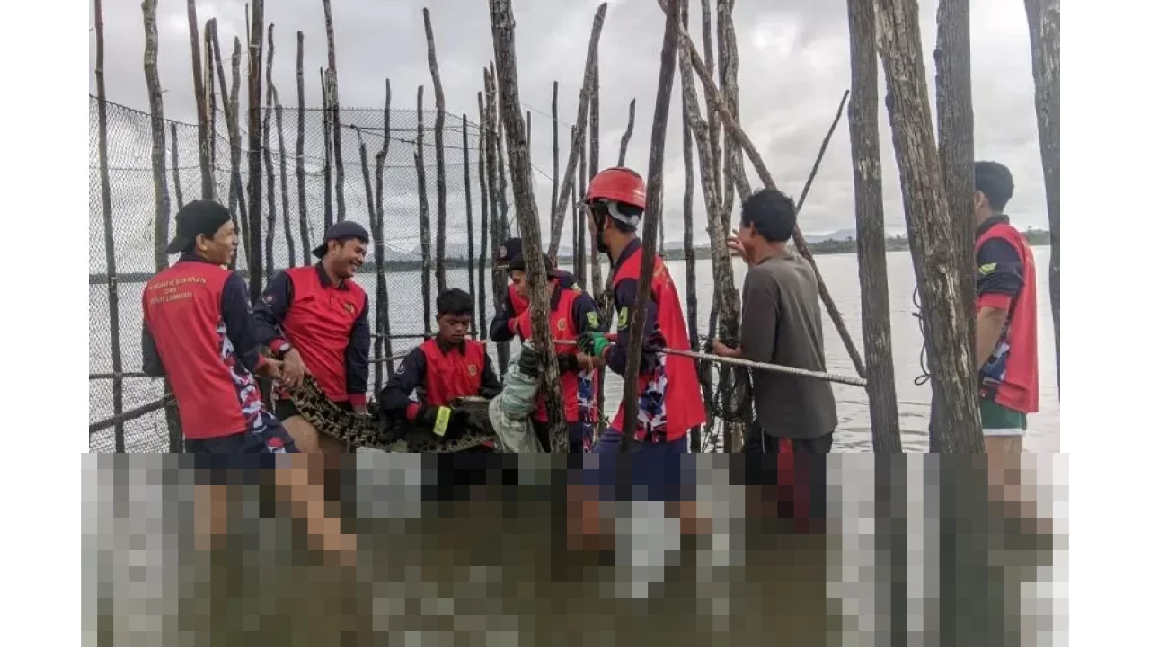 Warga Binjai Resah, Disdamkarmat Natuna Bergerak Cepat Evakuasi Buaya 1,5 Meter dari Kelong